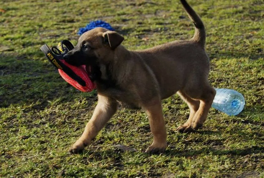 Dingo Gear "Mini" Bite Wedge