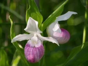 Pink Lady Slipper